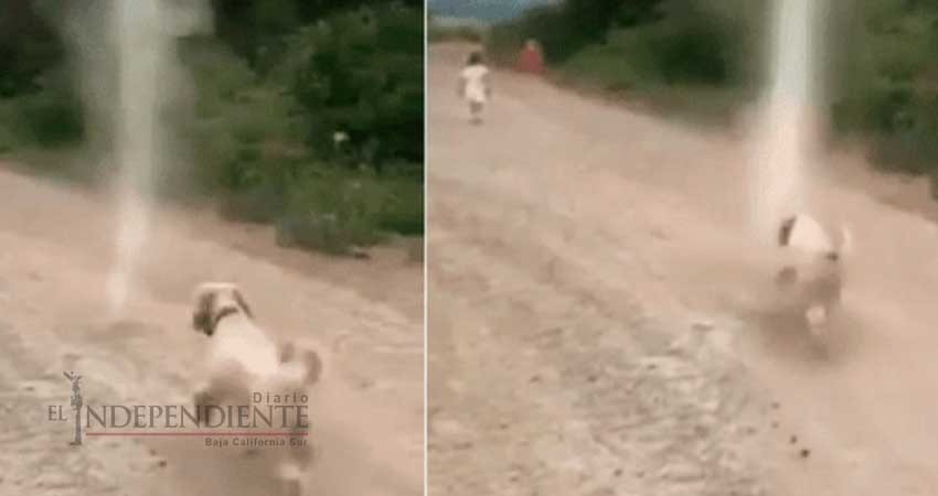 Perrito se acerca a remolino de arena y esto sucedió Perrito se acerca a remolino de arena y esto sucedió