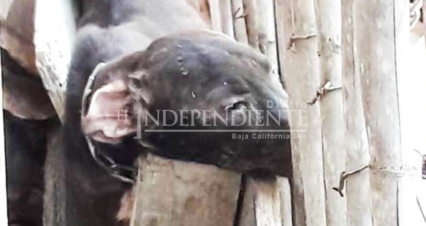 Con dificultades, presentan 1er denuncia por maltrato animal en Los Cabos Con dificultades, presentan 1er denuncia por maltrato animal en Los Cabos