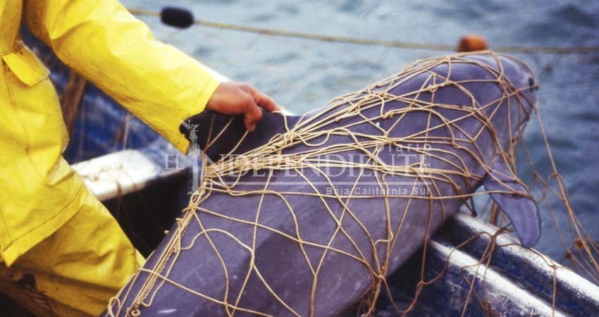 “Preocupa posible declaratoria de extinción de la vaquita marina”: Elorriaga Verplanckten “Preocupa posible declaratoria de extinción de la vaquita marina”: Elorriaga Verplanckten