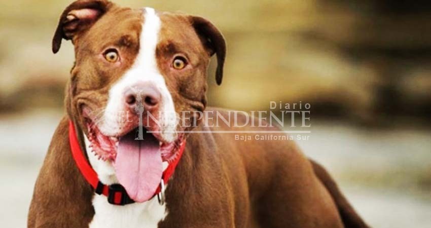 Pitbull mata a su dueña en Uruguay; será sacrificado Pitbull mata a su dueña en Uruguay; será sacrificado