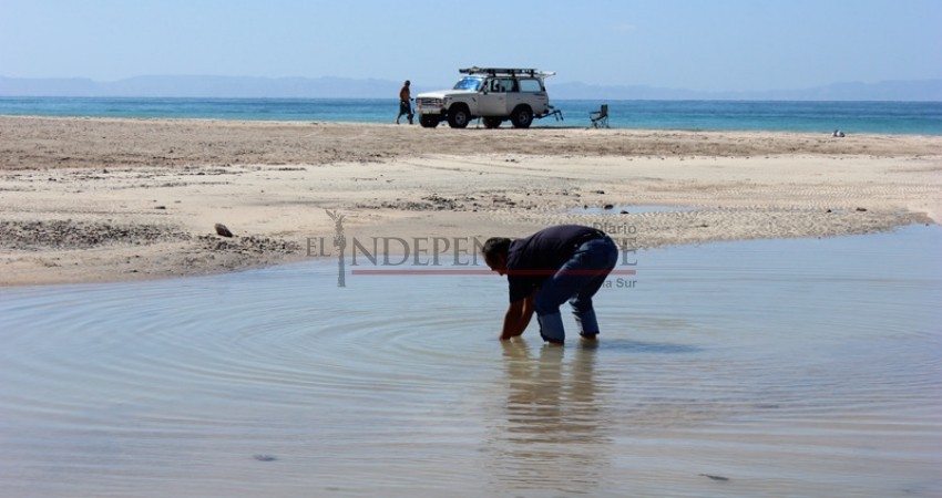 Analizan aguas de playa El Tecolote por supuestas heces fecales Analizan aguas de playa El Tecolote por supuestas heces fecales