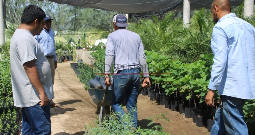 Produce UABCS 10,000 plantas para programa de reforestación de CONAFOR Produce UABCS 10,000 plantas para programa de reforestación de CONAFOR