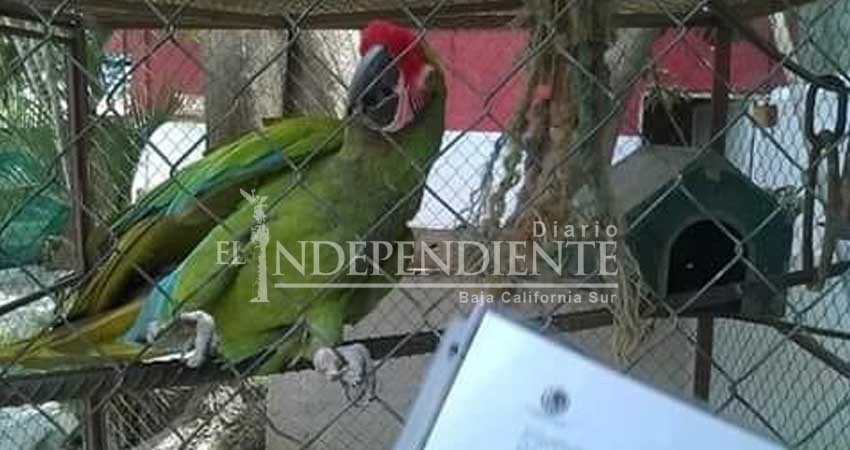 De no creerse: Se roban Guacamaya de restaurante en CSL De no creerse: Se roban Guacamaya de restaurante en CSL