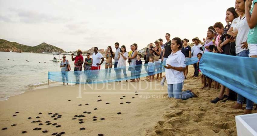 Incrementa un 400% anidación de tortuga marina en playas de CSL Incrementa un 400% anidación de tortuga marina en playas de CSL