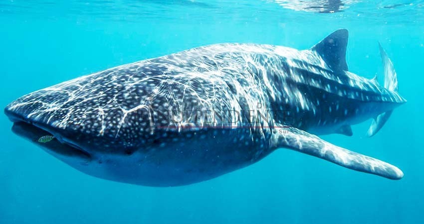 Reconoce Semarnat tardanza de permisos para avistamiento del tiburón ballena Reconoce Semarnat tardanza de permisos para avistamiento del tiburón ballena