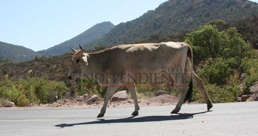 Se dará seguimiento al tema de abigeato, señala director de Desarrollo Rural Se dará seguimiento al tema de abigeato, señala director de Desarrollo Rural