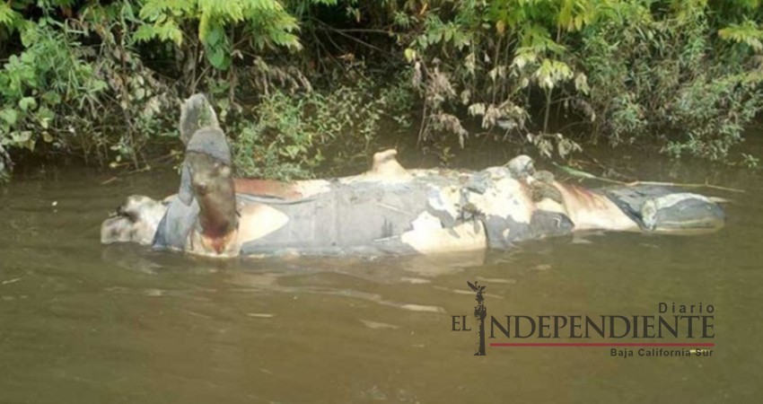 Reportan muerte de manatí número 78 en Tabasco Reportan muerte de manatí número 78 en Tabasco