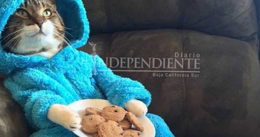 Departamento de Estado en EU envía por error correos con gatitos Departamento de Estado en EU envía por error correos con gatitos