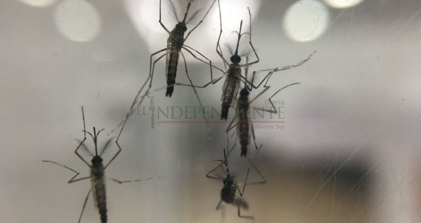 A finales de octubre liberarán mosquito con Wolbachia en BCS A finales de octubre liberarán mosquito con Wolbachia en BCS