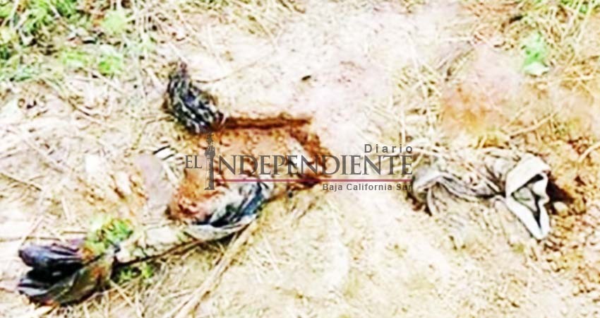 Encuentran 19 cuerpos en fosa de Jalisco Encuentran 19 cuerpos en fosa de Jalisco