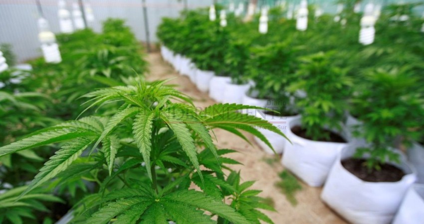 La marihuana no debe despenalizarse de forma completa: Zamorano Martínez La marihuana no debe despenalizarse de forma completa: Zamorano Martínez