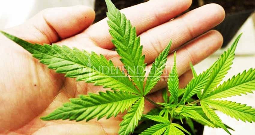 Legalización de la marihuana no es la solución: Álvaro de la Peña Legalización de la marihuana no es la solución: Álvaro de la Peña