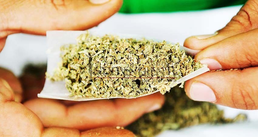 Legalización de la marihuana sería un gran paso: BCS Coherente Legalización de la marihuana sería un gran paso: BCS Coherente