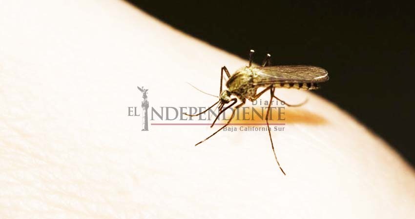 Piden colaboración ciudadana para evitar la propagación de dengue Sika y chikungunya Piden colaboración ciudadana para evitar la propagación de dengue Sika y chikungunya