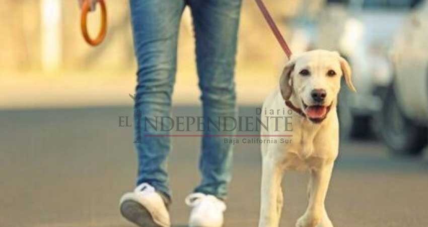Presentarán propuesta de Ley para controlar y sancionar paseo de mascotas Presentarán propuesta de Ley para controlar y sancionar paseo de mascotas