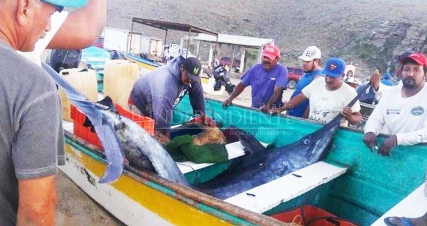 Detienen embarcación que pescaba Marlín con arpones en Todos Santos Detienen embarcación que pescaba Marlín con arpones en Todos Santos