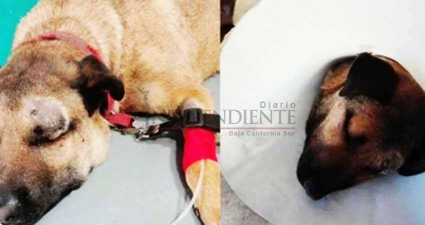 Este perrito salvó a 3 niños de una serpiente y por poco muere Este perrito salvó a 3 niños de una serpiente y por poco muere