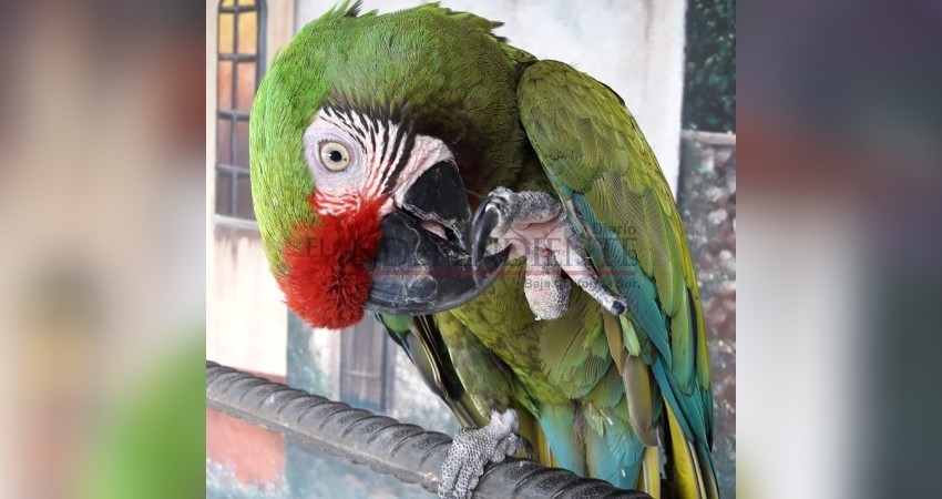 Recupera PGJE guacamaya presuntamente sustraída ilegalmente en CSL Recupera PGJE guacamaya presuntamente sustraída ilegalmente en CSL