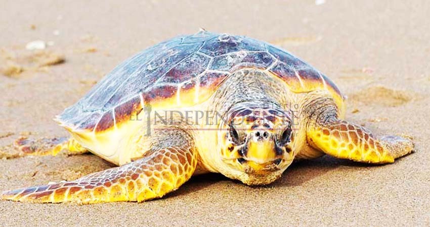 Pese a declaratoria de Semarnat, pescadores no están matando a tortugas: Sepada Pese a declaratoria de Semarnat, pescadores no están matando a tortugas: Sepada