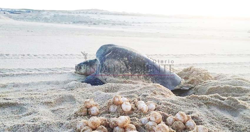 Permisos federales para la protección de tortugas abarcan solo 20 metros de playa
