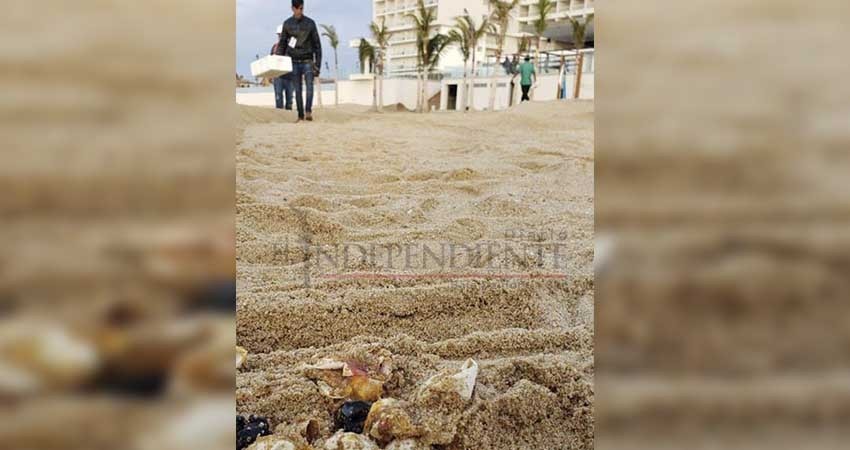 Hasta tener resolución, no se regresa bandera a playa del RIU Santa Fe: Blue Flag México Hasta tener resolución, no se regresa bandera a playa del RIU Santa Fe: Blue Flag México