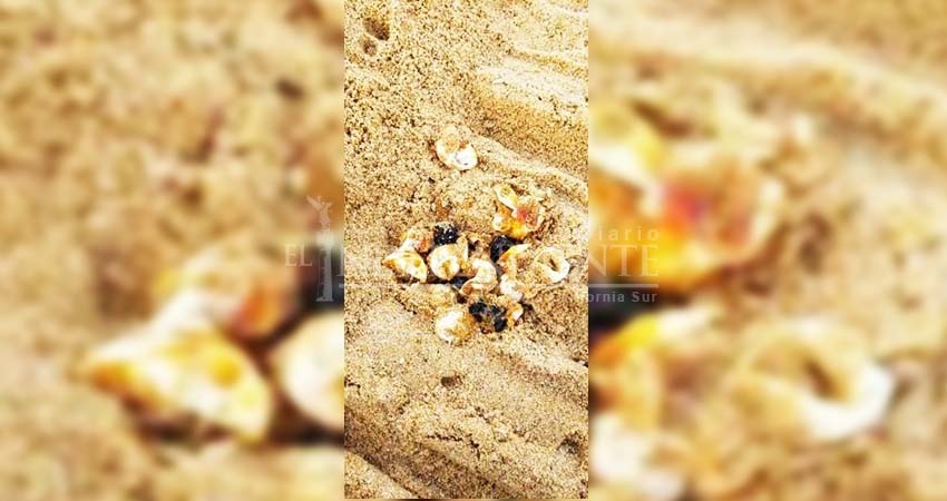 Interpone Profepa denuncia por destrucción de nido de tortuga y 18 huevos, en ANP de CSL Interpone Profepa denuncia por destrucción de nido de tortuga y 18 huevos, en ANP de CSL