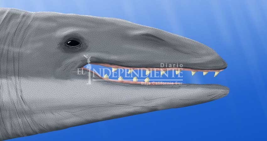 Descubren especie de ballena que habitó BCS hace 23 millones de años Descubren especie de ballena que habitó BCS hace 23 millones de años