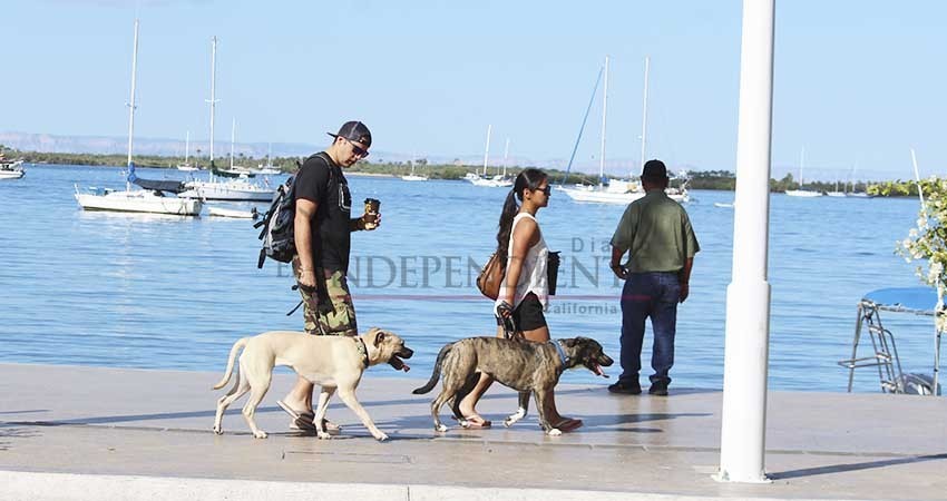 Sin problemas continua el paseo de perros en el malecón de La Paz Sin problemas continua el paseo de perros en el malecón de La Paz