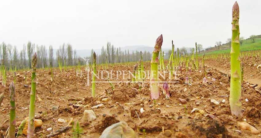 Continúan subsidios a energía eléctrica para el campo: Ana Ruth García Continúan subsidios a energía eléctrica para el campo: Ana Ruth García