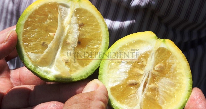 Piden apoyo para erradicar bacteria de cítricos en BCS Piden apoyo para erradicar bacteria de cítricos en BCS