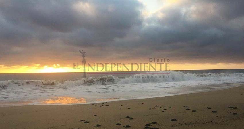 Temporada de liberación de tortugas se extenderá hasta finales de febrero