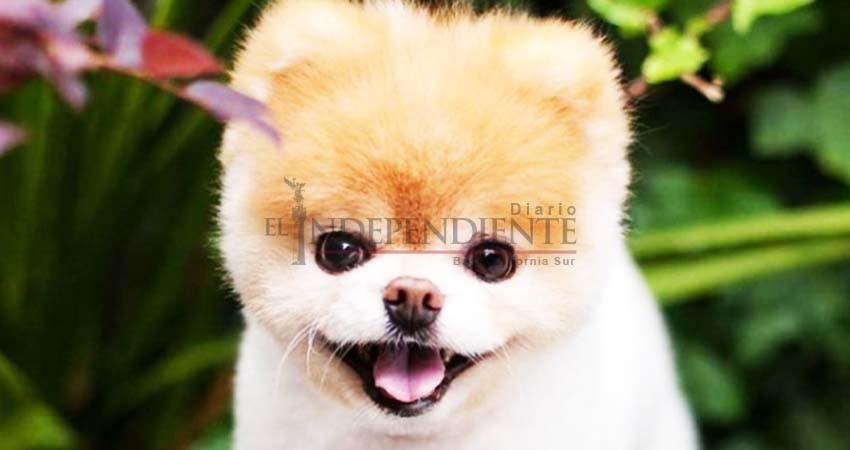 Muere Boo El Perro Mas Lindo Del Mundo Diario El Independiente