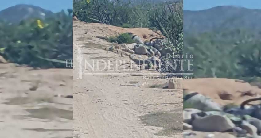 Localizan cadáver en estado de descomposición de camino a Playa el Saltito Localizan cadáver en estado de descomposición de camino a Playa el Saltito
