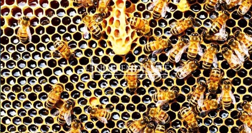 Envenenan a más de 2 millones de abejas en Colombia Envenenan a más de 2 millones de abejas en Colombia