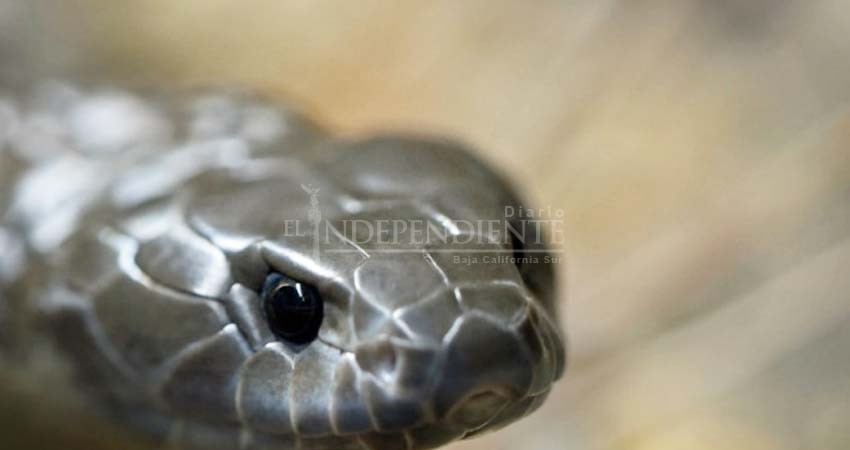 Zoológico te invita a poner el nombre de tu 'ex' a una serpiente Zoológico te invita a poner el nombre de tu 'ex' a una serpiente