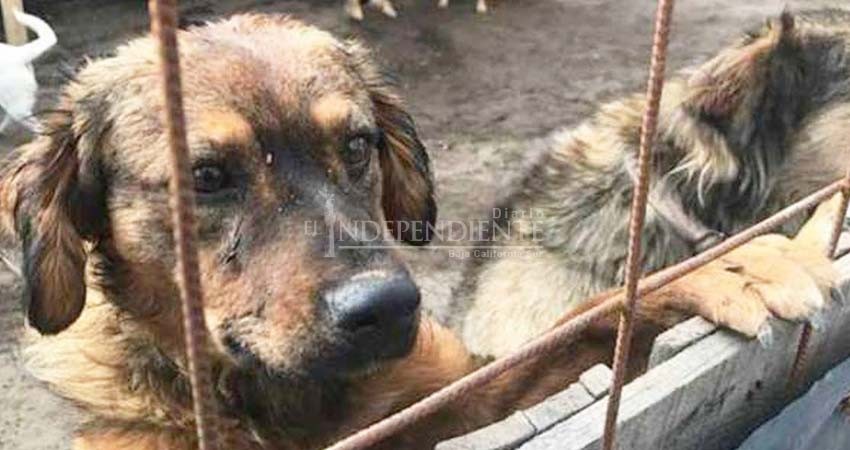 Hay procesos judiciales por maltrato animal en BCS: PGJE