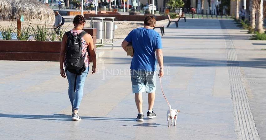 Propondrán ante el Congreso una ley anti perros para el malecón de La Paz Propondrán ante el Congreso una ley anti perros para el malecón de La Paz