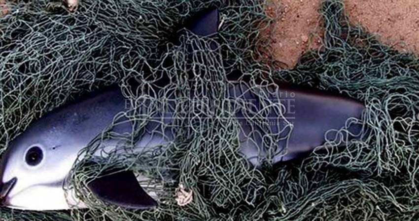 Organizaciones piden a gobierno evitar extinción de Vaquita Marina Organizaciones piden a gobierno evitar extinción de Vaquita Marina