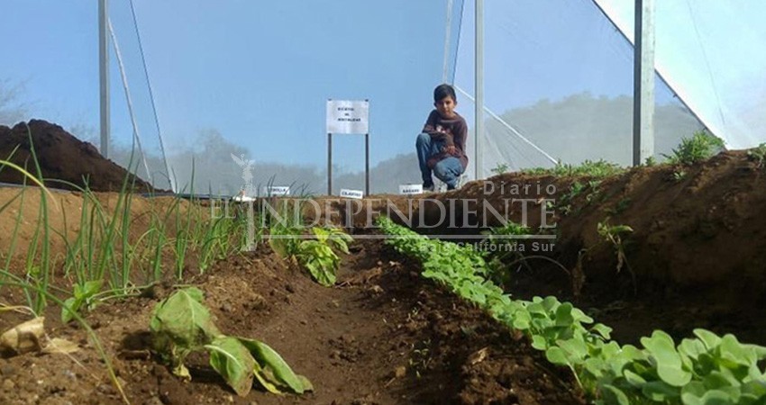 Parcela Escolar en San Antonio produce 2,500 plantas Parcela Escolar en San Antonio produce 2,500 plantas