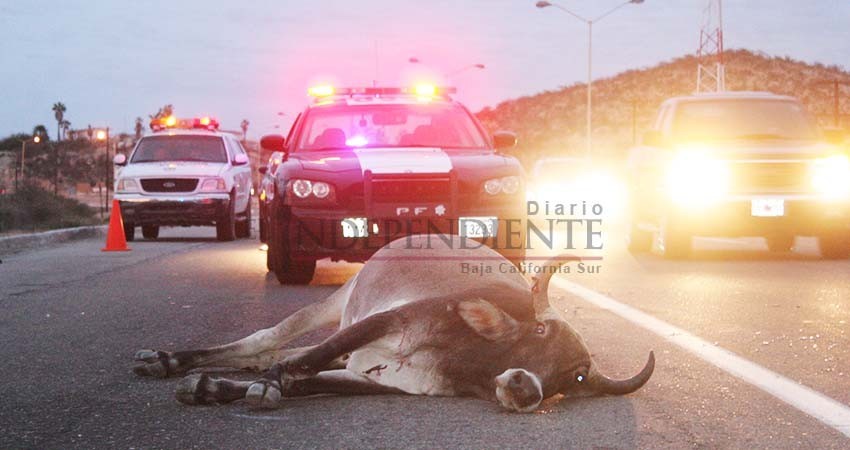 Necesaria más señalización que advierta sobre ganado suelto en carreteras: Escobedo Crespo Necesaria más señalización que advierta sobre ganado suelto en carreteras: Escobedo Crespo