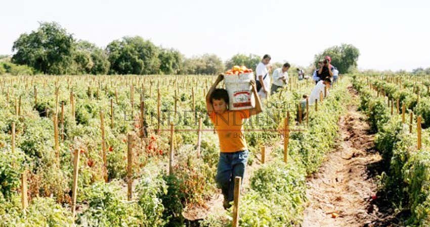 No se ha detectado trabajo infantil en campos agrícolas de BCS: STDS No se ha detectado trabajo infantil en campos agrícolas de BCS: STDS