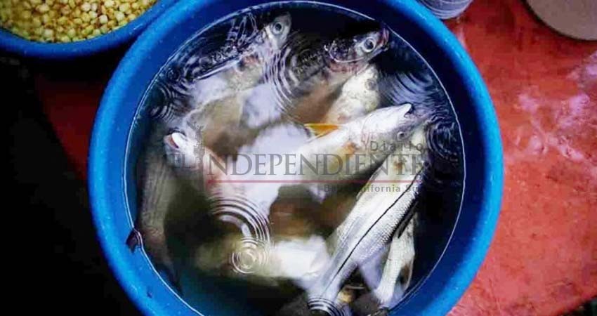 Alertan sobre escasez de peces por el calentamiento global