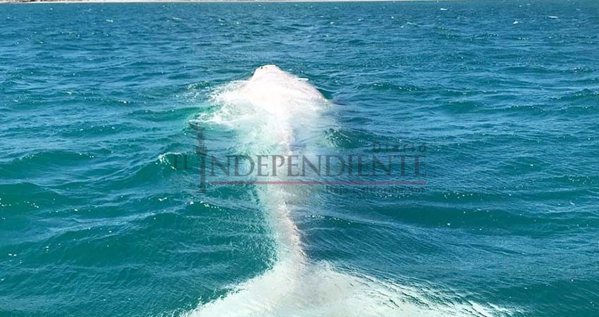 Fue captada una ballena albina en Puerto Chale Fue captada una ballena albina en Puerto Chale