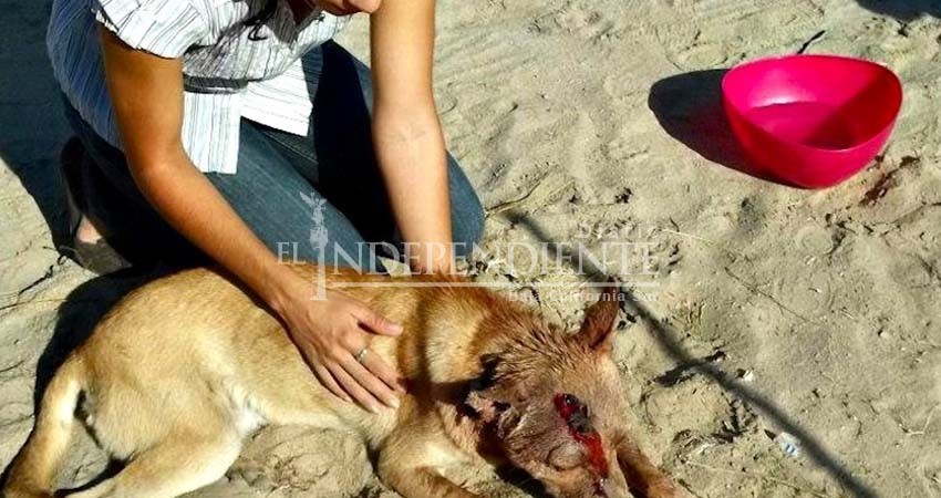Piden a ciudadanos denunciar maltrato animal en La Paz Piden a ciudadanos denunciar maltrato animal en La Paz