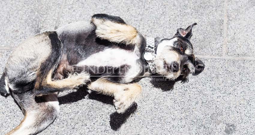 Denuncian suspensión de programas de esterilización canina y felina en SJC Denuncian suspensión de programas de esterilización canina y felina en SJC