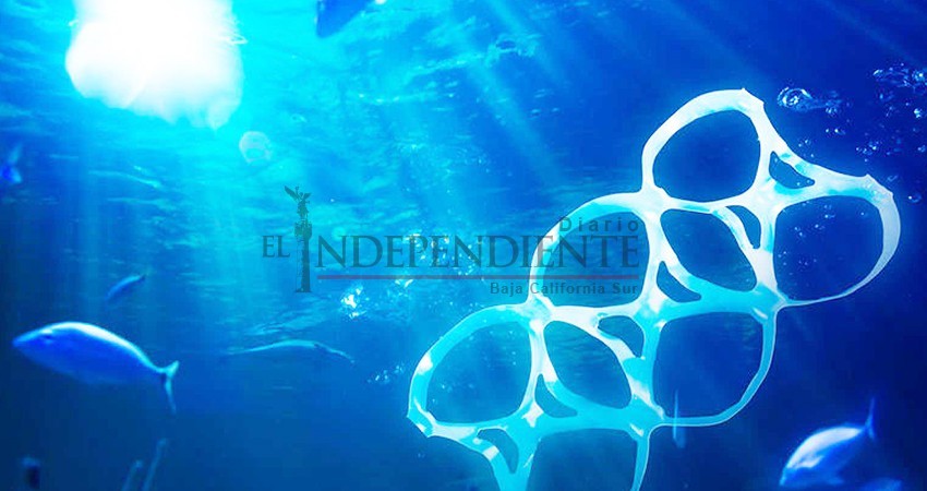 450 kilogramos de plástico fueron sacados del fondo marino de la bahía de CSL 450 kilogramos de plástico fueron sacados del fondo marino de la bahía de CSL