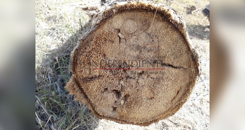 Se está secando el Oasis de San Ignacio por plaga de gusanos Se está secando el Oasis de San Ignacio por plaga de gusanos