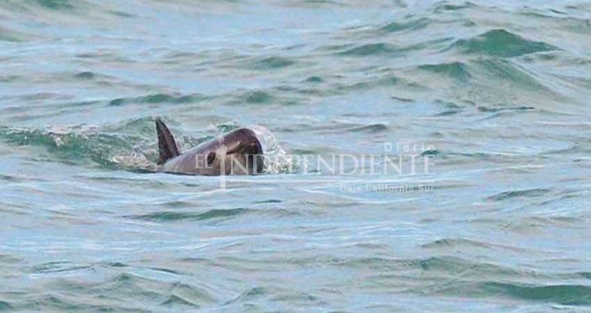 Vaquita marina al borde de la extinción; piden 'área de tolerancia cero' Vaquita marina al borde de la extinción; piden 'área de tolerancia cero'