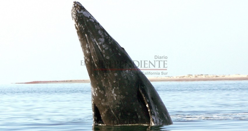 El misterioso cantar de las ballenas El misterioso cantar de las ballenas