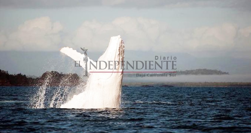 Se posiciona La Paz como destino de turismo sustentable Se posiciona La Paz como destino de turismo sustentable